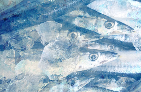 冷凍庫設備の完備