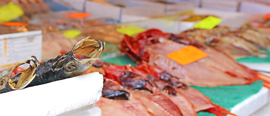 立富冨士を知る