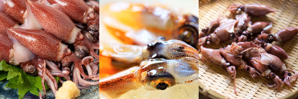 ホタルイカの旬がまもなくです!